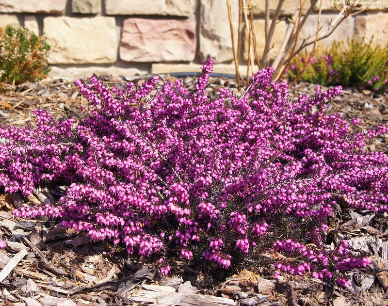 Bruyère d'hiver 2 - Achat en ligne