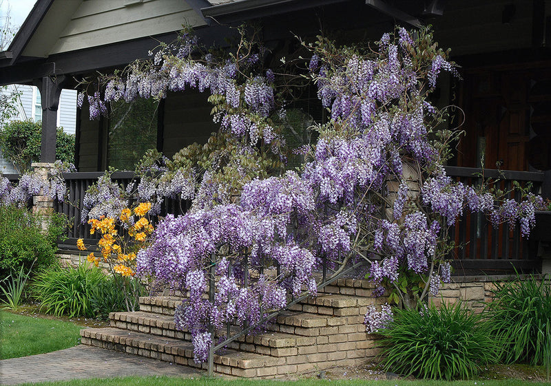 Glycine sur Tige 2 - Achat en ligne
