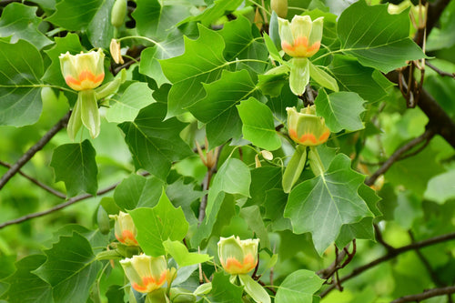 Liriodendron Tulipifera 1 - Achat en ligne