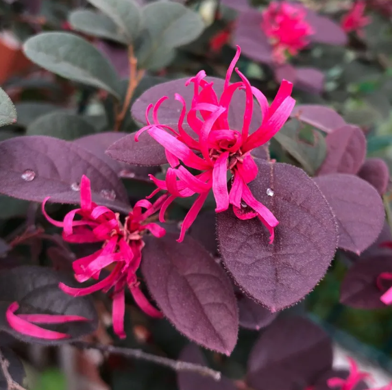 Loropétale de Chine (Loropetalum Chinense) 3 - Achat en ligne