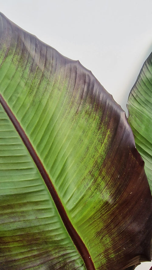 Bananier à feuilles rouges (Musa Ensete Maurelli) 1 - Achat en ligne