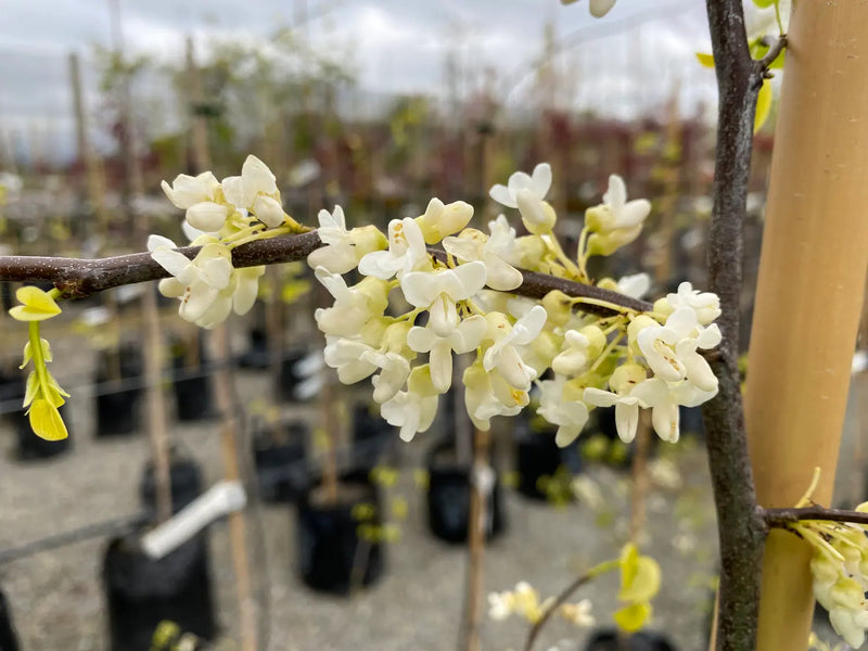 Arbre de Judée à fleurs blanches (Cercis Chinensis Shirobana) 1 - Achat en ligne