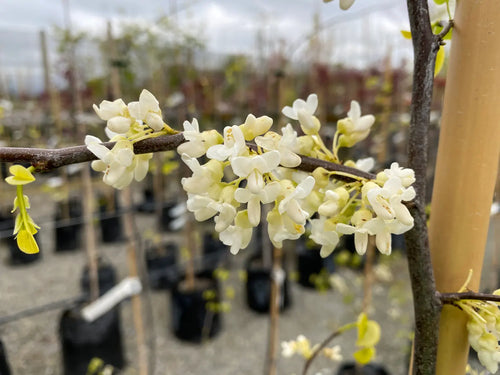 Arbre de Judée à fleurs blanches (Cercis Chinensis Shirobana) 1 - Achat en ligne