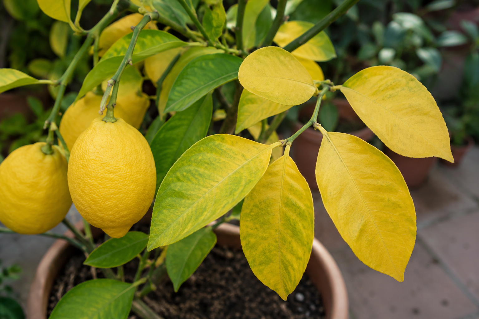 Pourquoi les feuilles de mon citronnier jaunissent-elles et comment y remédier efficacement ?