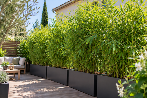 Bambou non traçant : quelles variétés choisir pour une haie ou une terrasse ?