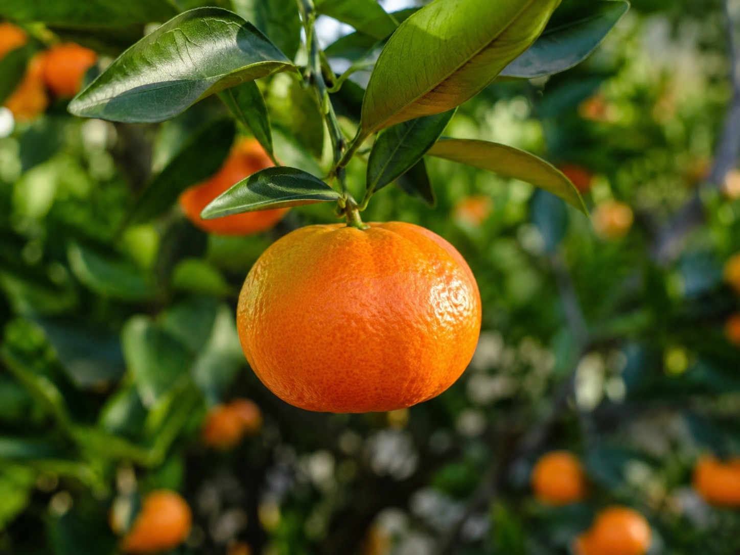 Comment planter un mandarinier en pleine terre ?