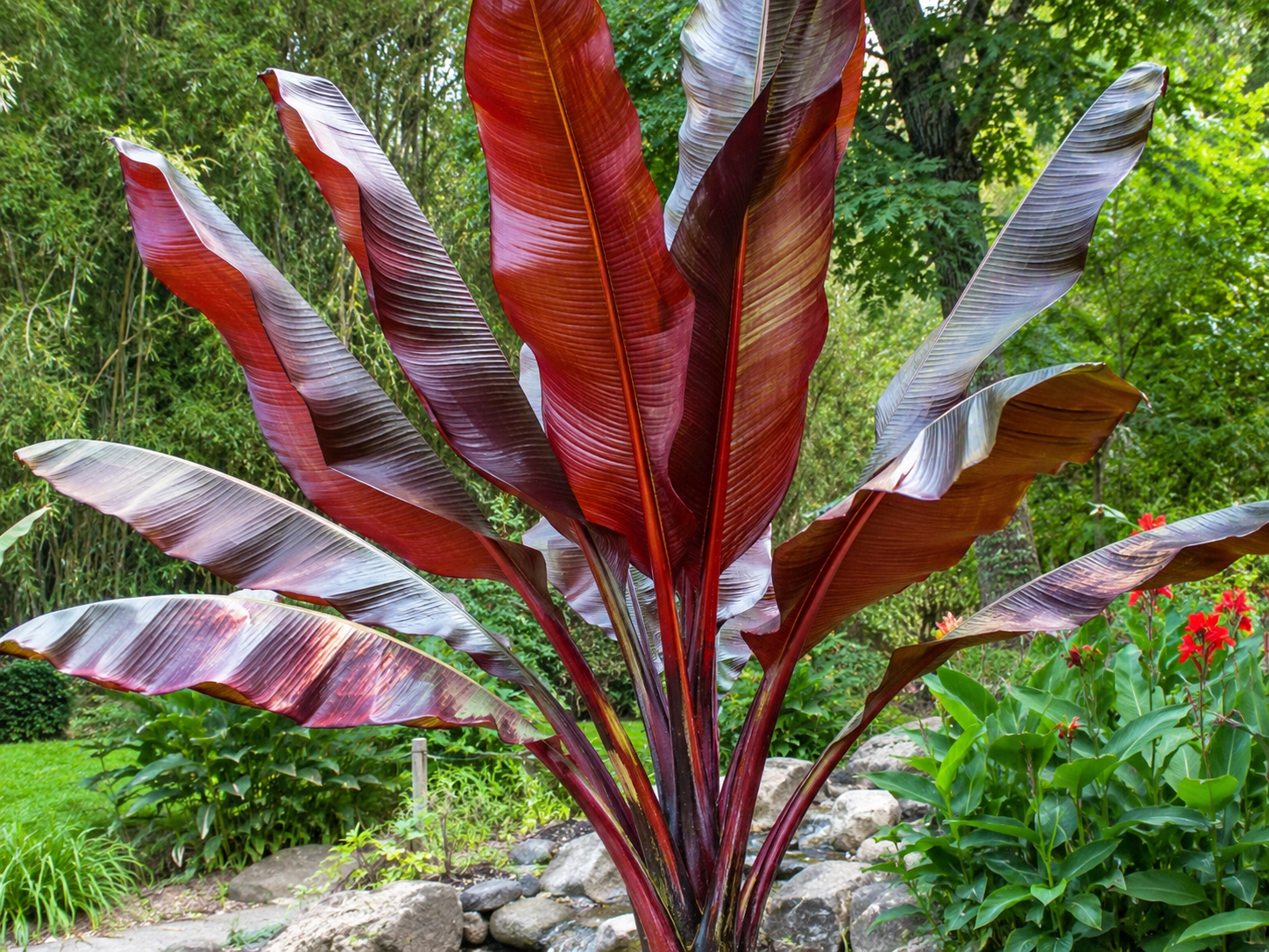 Comment tailler un bananier à feuilles rouges ?