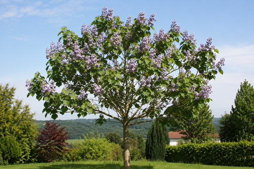 Paulownia : la croissance la plus rapide parmi les arbres ornementaux, mythe ou réalité ?