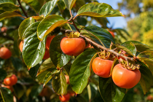 Kaki : comment obtenir une récolte abondante et des fruits savoureux chaque année ?