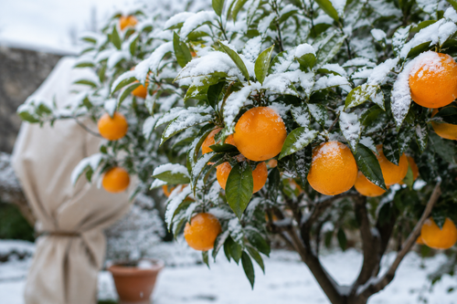 Comment protéger ses agrumes du gel en hiver ?