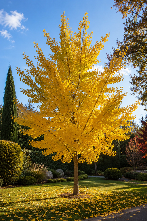 Les bienfaits du ginkgo biloba : ce que cette plante exceptionnelle peut apporter