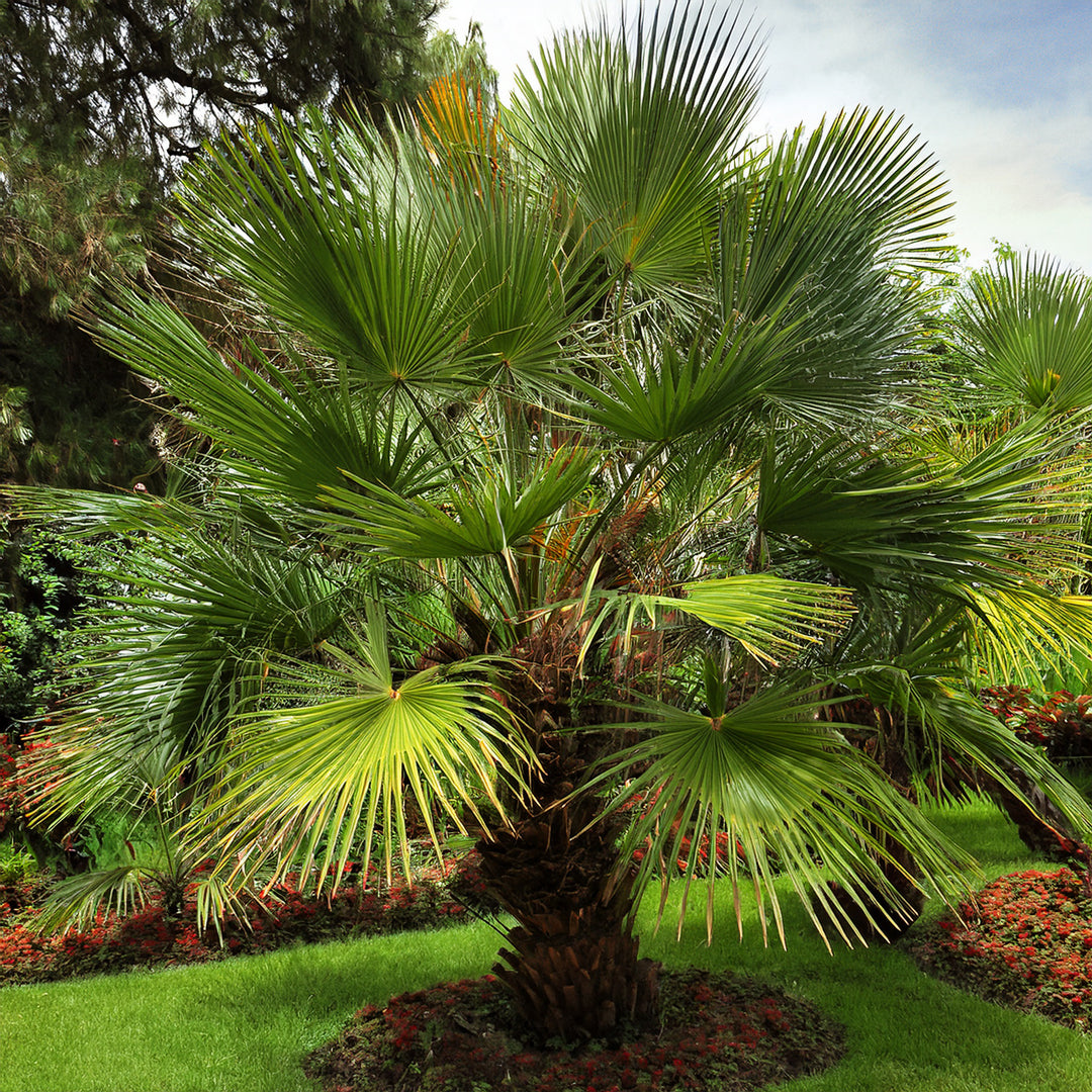 palmier dans un jardin