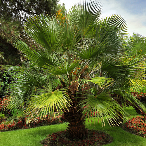 palmier dans un jardin