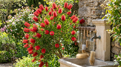 Quand tailler son rince bouteille pour ne pas compromettre sa floraison ?