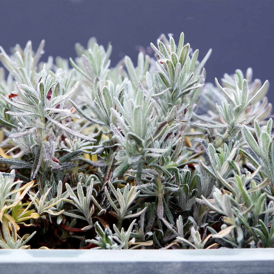 Pourquoi ma lavande ne fait pas de fleurs ?