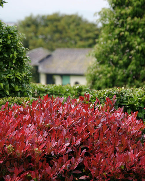 Haie de photinia rouge luxuriante.