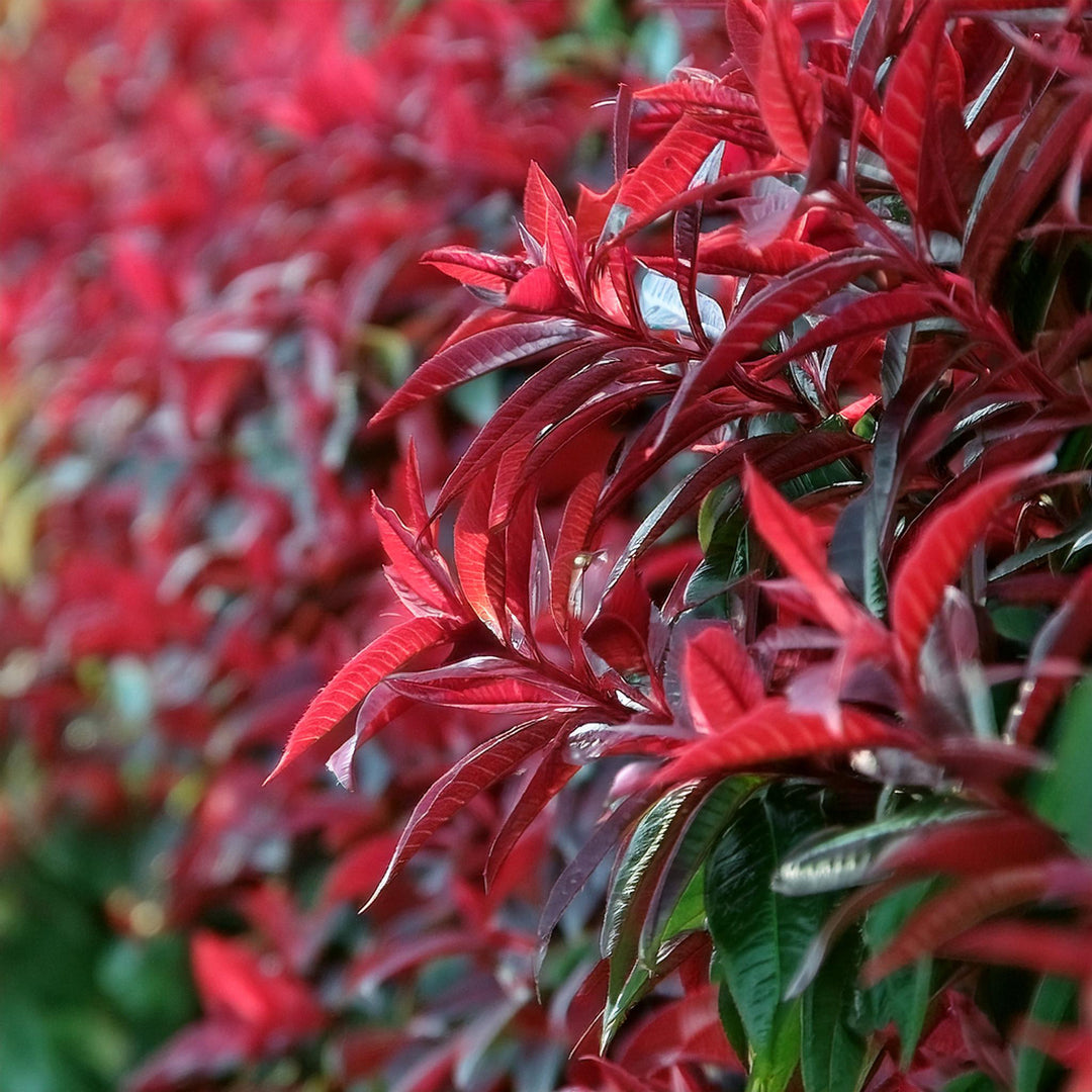 Haie de photinia rouge.