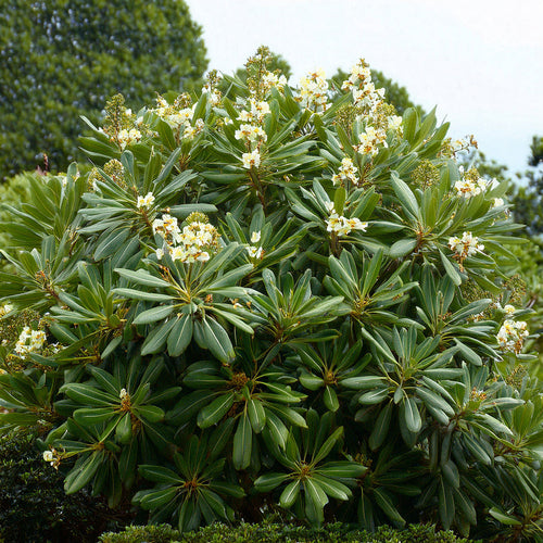 Quelle exposition idéale pour le Pittosporum de Chine ?