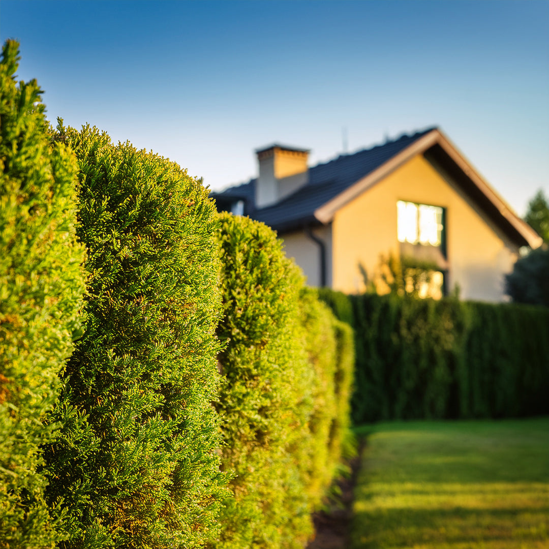 arbuste de haie en premier plan et maison en arrière plan