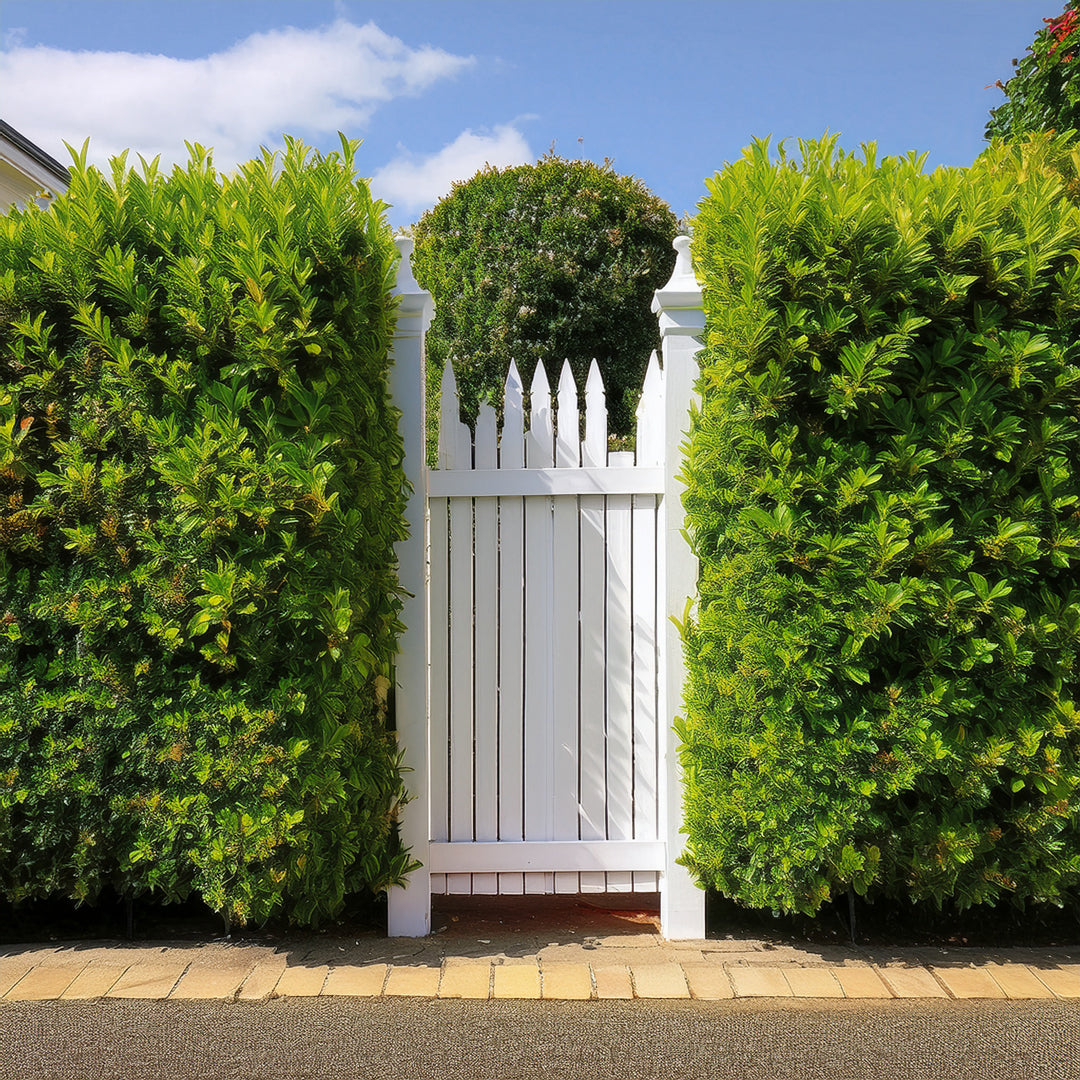 plante de haie à coté d'une porte