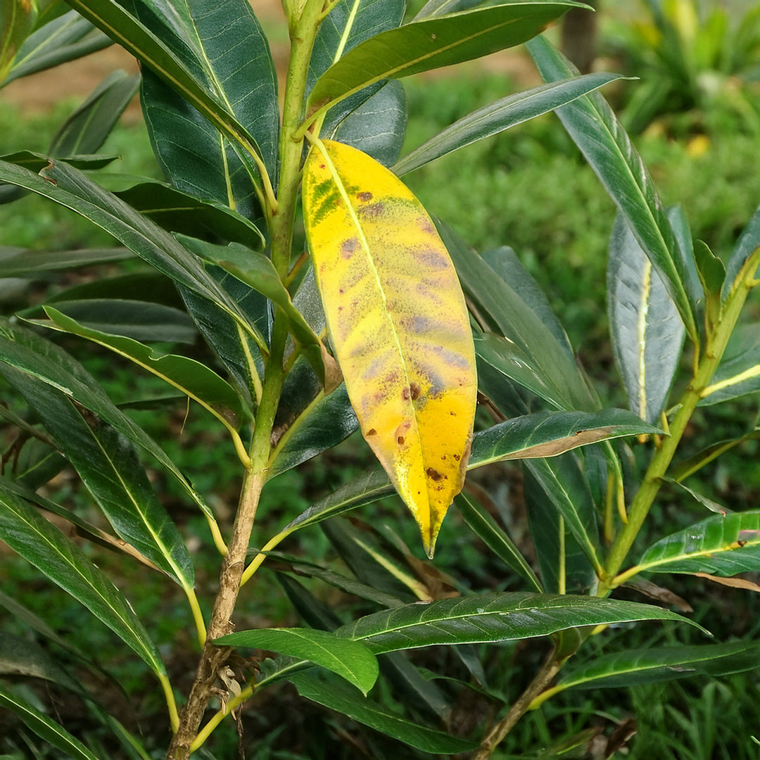 feuilles de laurier qui jaunit