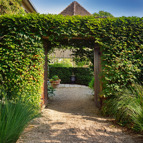 allée de jardin avec du lierre