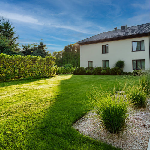 beau jardin avec pelouse, arbustes de haie et maison en arrière plan