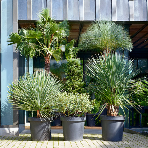 quelques plantes d'extérieur