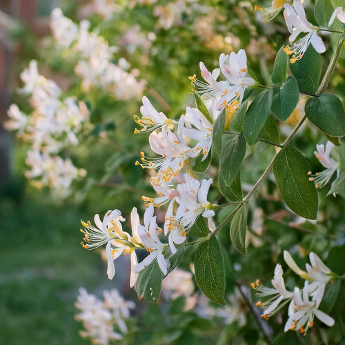 Où planter un chèvrefeuille pour une floraison abondante ?