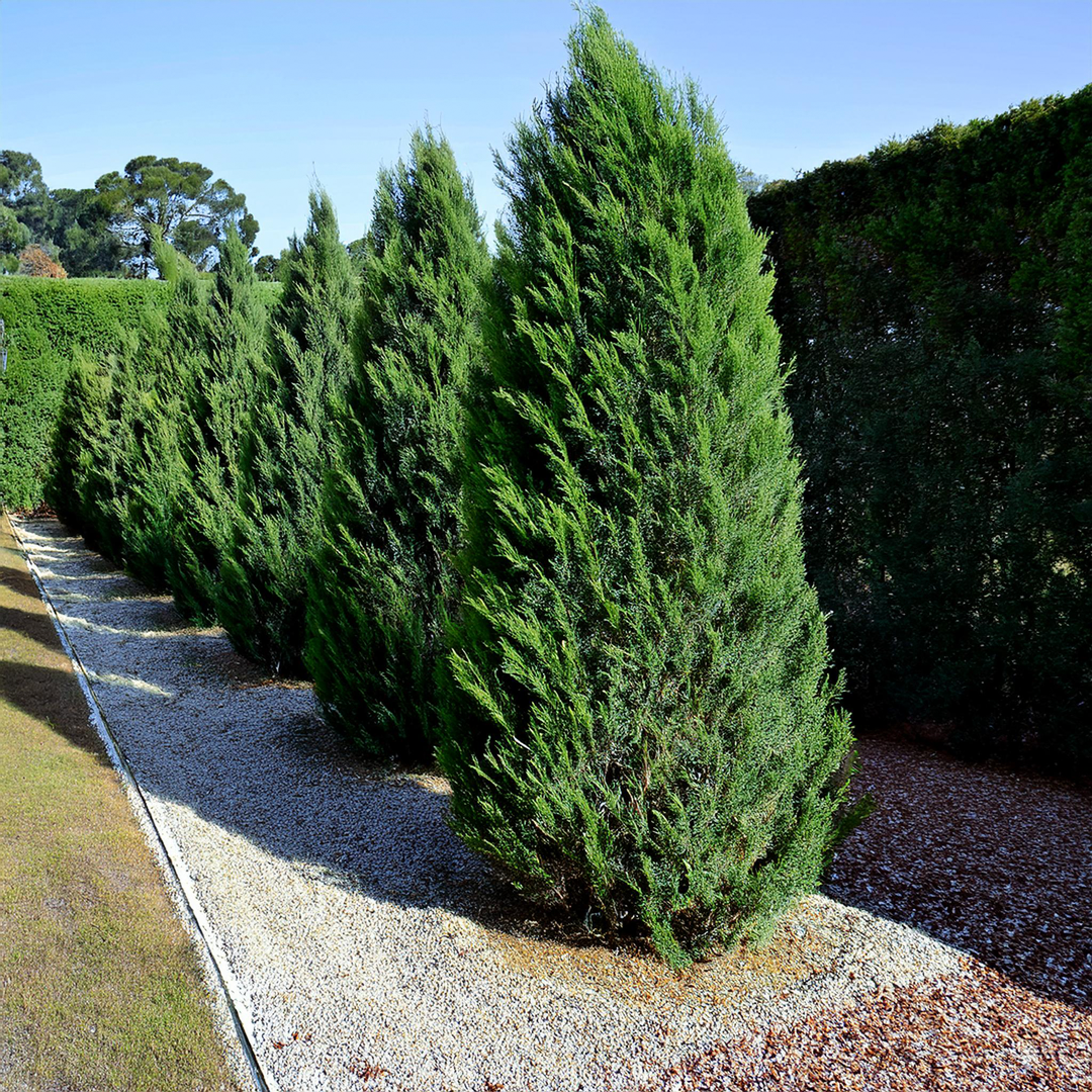 Rangée de Cyprès de Leyland dans un jardin.