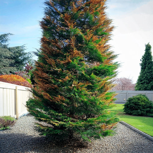 Un cyprès qui devient marron dans un jardin.