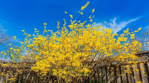 Quand tailler les arbustes à floraison printanière ?