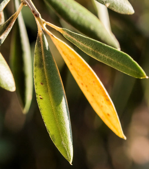 Pourquoi les feuilles de mon olivier jaunissent ?