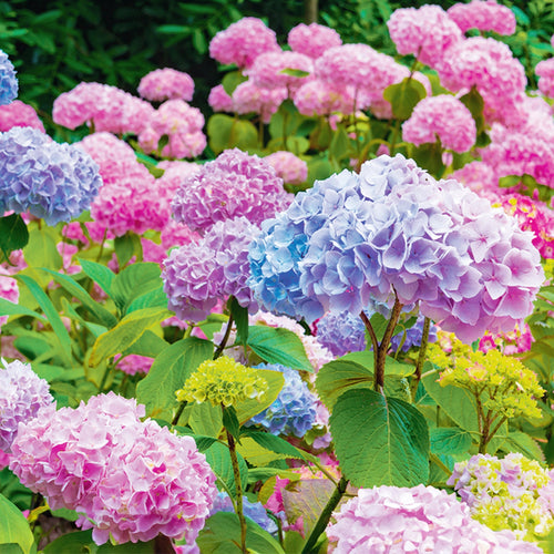 Comment tailler un hortensia ?