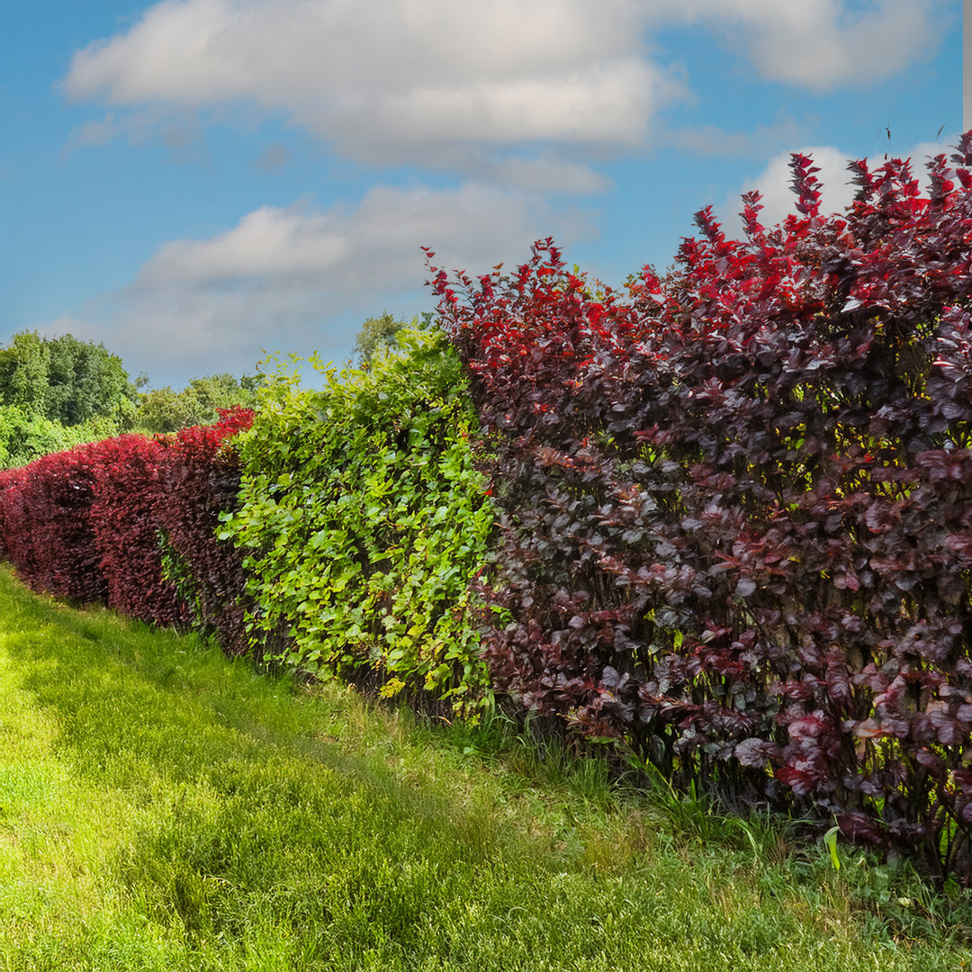 Haie colorée : rouge, vert et pourpre