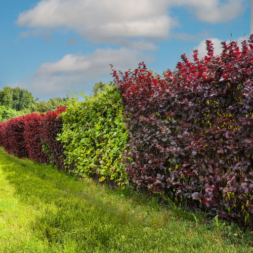 Haie colorée : rouge, vert et pourpre