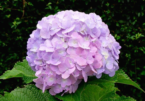 Comment bouturer un hortensia ?
