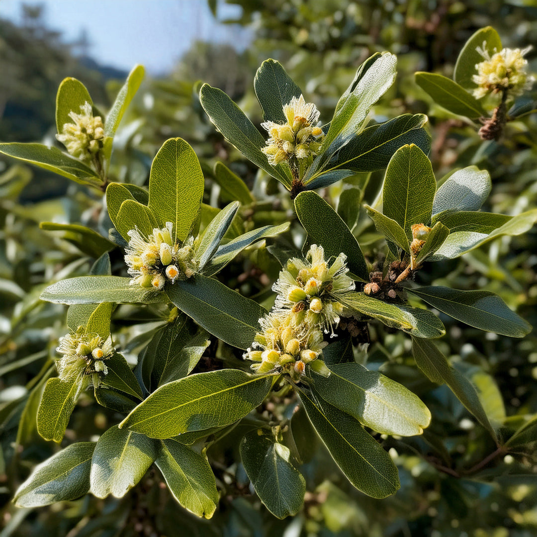 Récolte du lauriersauce quand et comment s’y prendre ? Plantes de — free download