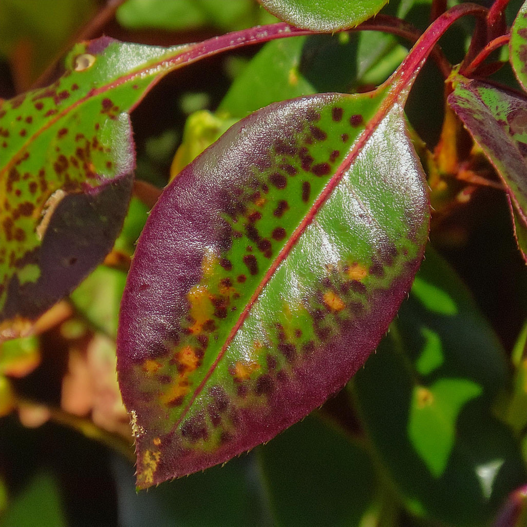 Photinia Feuilles Recroquevillees