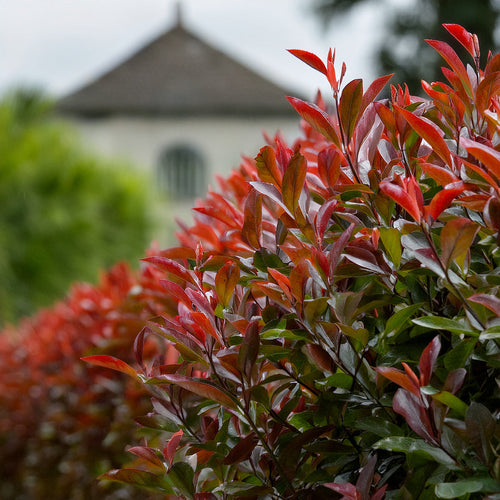 zoom sur un photinia red robin