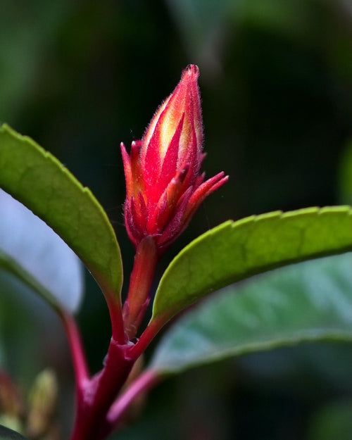 Bourgeon de photinia
