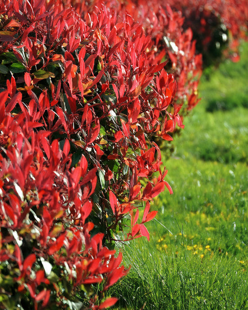 Haie de photinia rouge avec un bout de pelouse.