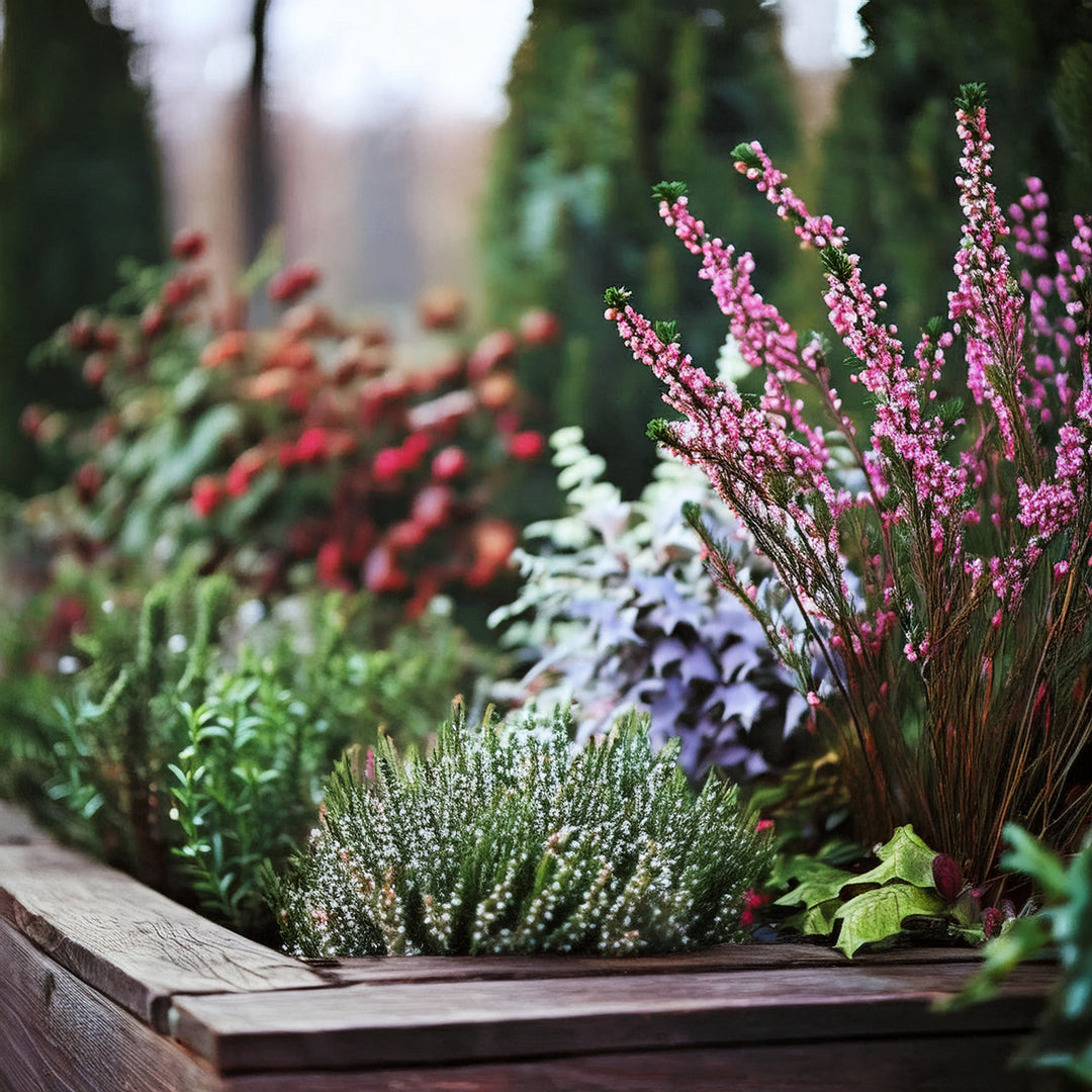 plantes d'hiver colorées