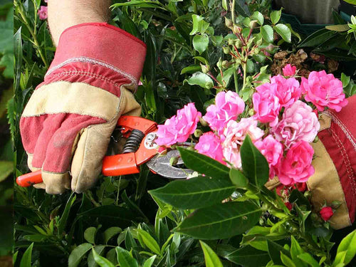 personne qui taille un rosier