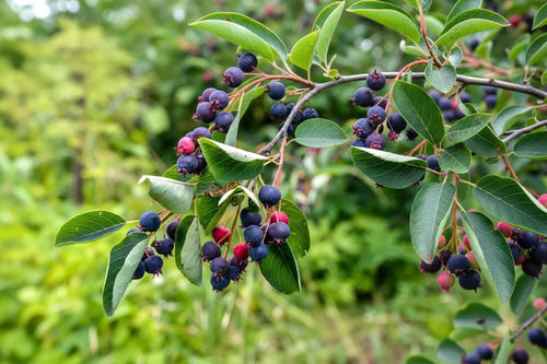Les fruits de l’amélanchier sont-ils comestibles ? Comment les utiliser ?