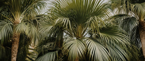 Palmiers
