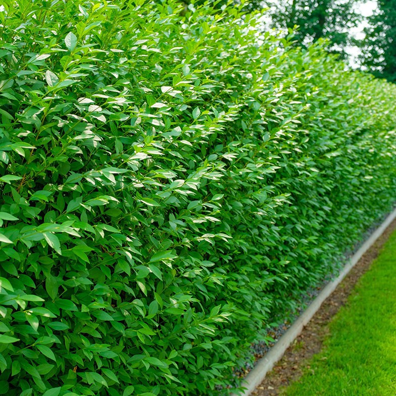 Ligustrum / Troène