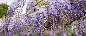 Plantes grimpantes à fleurs