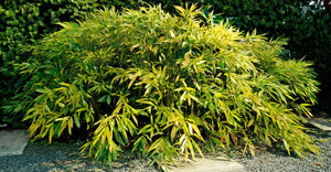 Bambous couvre-sol