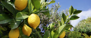 Plantes méditerranéennes à fruits